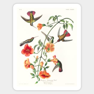 Mango Hummingbird from Birds of America (1827) Sticker